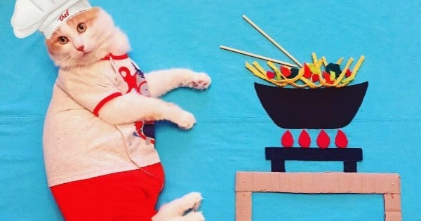 Partez à la rencontre de Kuzya, le chat aventurier venu de Russie