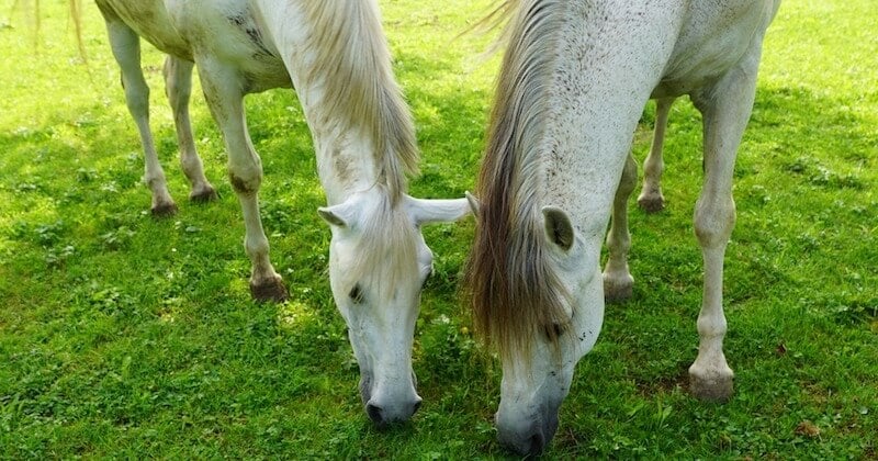  Moselle : une septuagénaire lance un appel à l'aide pour sauver ses deux chevaux âgés de l'abattoir 