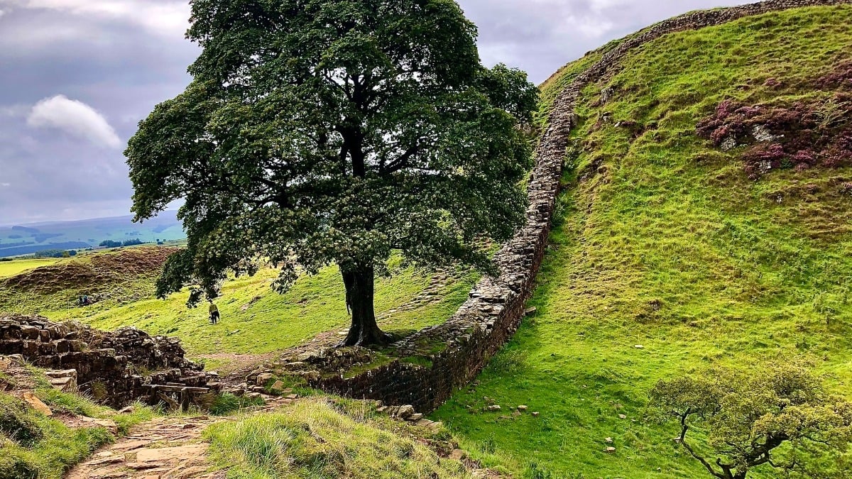 La personne qui a abattu illégalement l'un des arbres les plus célèbres du Royaume-Uni arrêtée ?