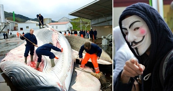 « Les baleines n'ont pas de voix, nous serons donc cette voix pour elles » Quand les Anonymous s'en prennent au gouvernement Islandais, ça fait mal !