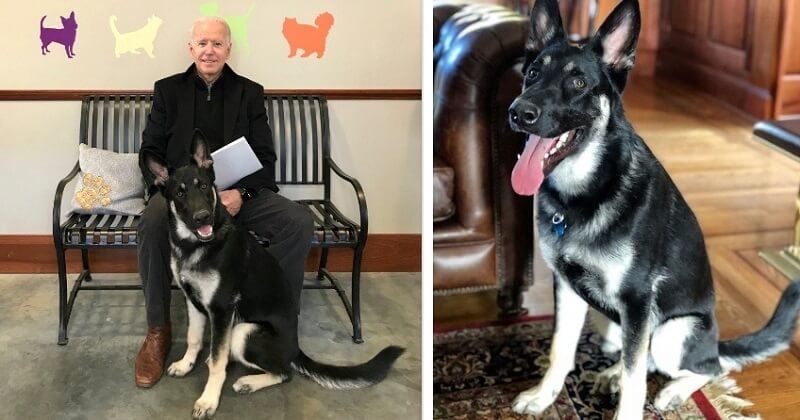 Le chien de Joe Biden aura le droit à sa propre cérémonie d'investiture organisée par le refuge dont il est originaire