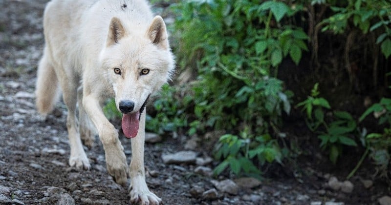 Alpes-Maritimes : un parc animalier abritant des loups détruit par la tempête, tous les pensionnaires portés disparus