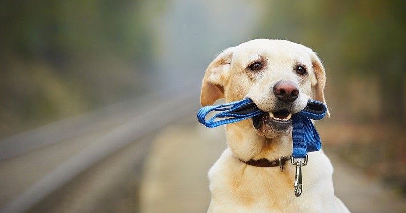 En Chine, une ville instaure un permis à points pour les propriétaires de chien