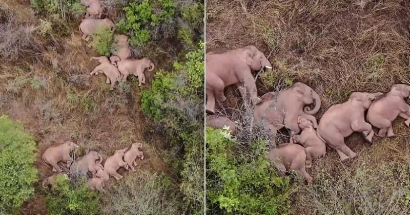 Filmée en train de faire une sieste, cette famille d'éléphants a émerveillé le monde entier 