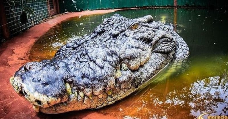 Le plus grand crocodile du monde célèbre ses 120 ans et sa taille est hallucinante !