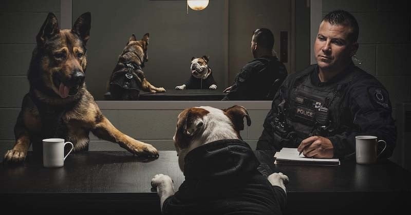 À Vancouver, les chiens policiers ont le droit à leur calendrier « badass » et drôle pour la bonne cause