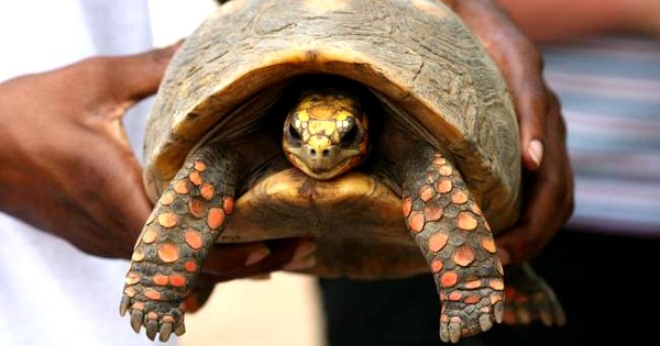 En retournant dans leur maison de famille à la mort de leur père, ils tombent nez à nez avec leur tortue qu'ils croyaient morte il y a... 30 ans !