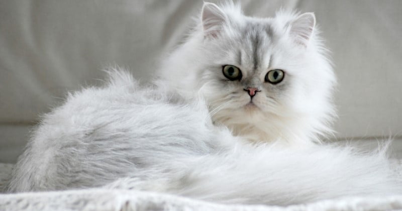 Un vétérinaire vous conseille d'éviter ces 4 races de chats et voici pourquoi