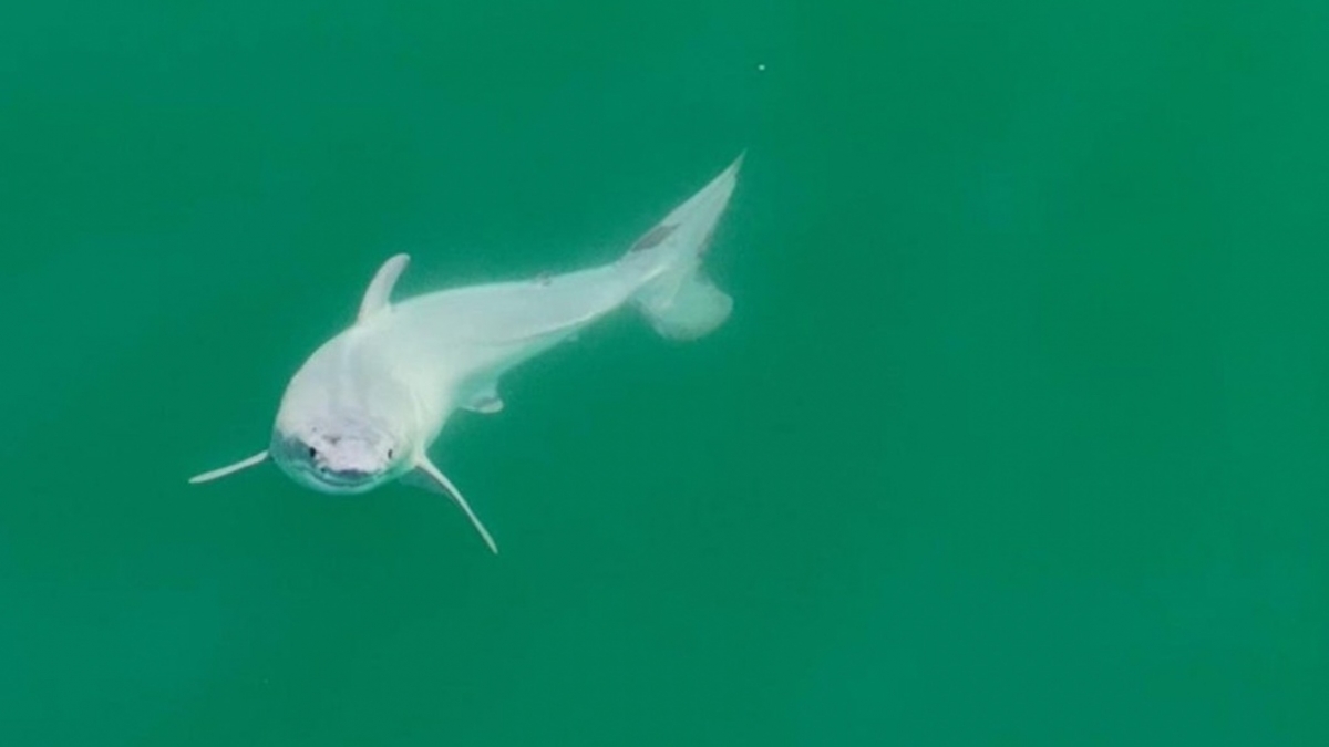 VIDÉO : un nouveau-né requin blanc observé pour la première fois à l'état sauvage, des images rares et précieuses