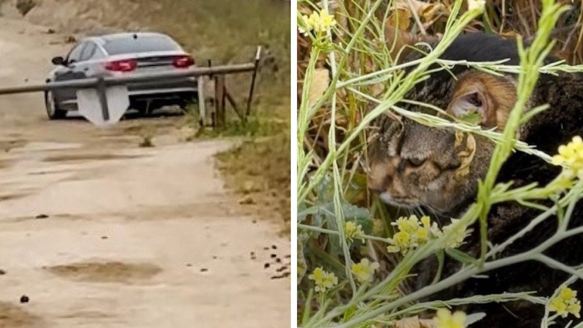 Elle abandonne son chat en pleine nature avant de s'enfuir en voiture, sous les yeux d'une randonneuse 