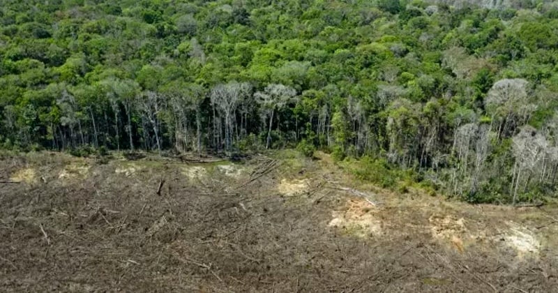 COP26 : plus de 100 pays s'engagent pour enrayer la déforestation d'ici 2030