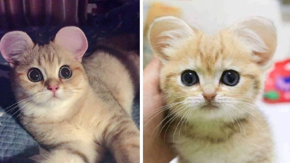 Des chats aux oreilles de Mickey, la mode dangereuse qui sévit en Chine