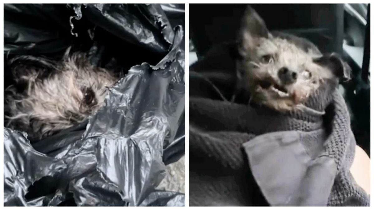 Le chien retrouvé dans la benne à ordures 