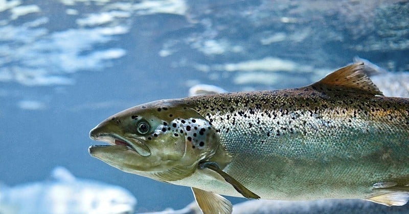 690  000 saumons traités aux antibiotiques se sont échappés de leur élevage au Chili, pouvant causer un désastre écologique