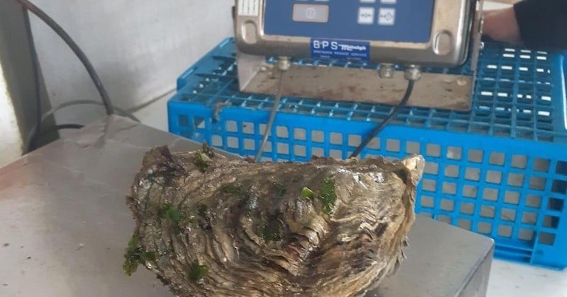 Découverte en Bretagne, une huître géante de 2,2 kg pourrait bien être la plus grande au monde