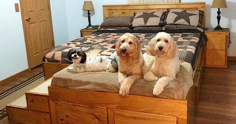 Cette entreprise crée des lits sur-mesure pour vous et votre chien