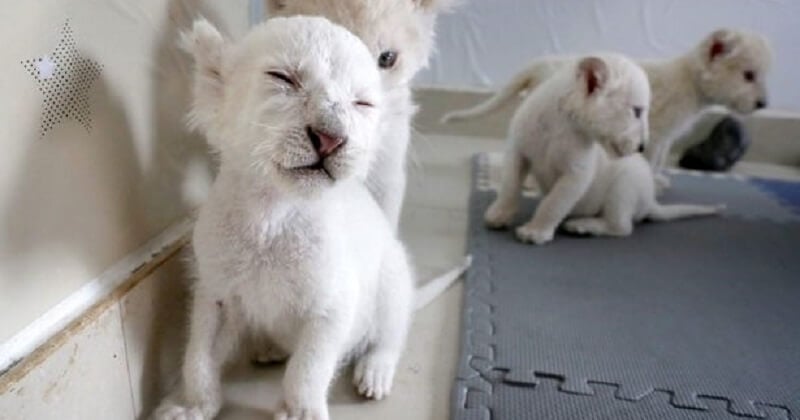 Quatre lionceaux blancs très rares sont nés dans un zoo en Chine