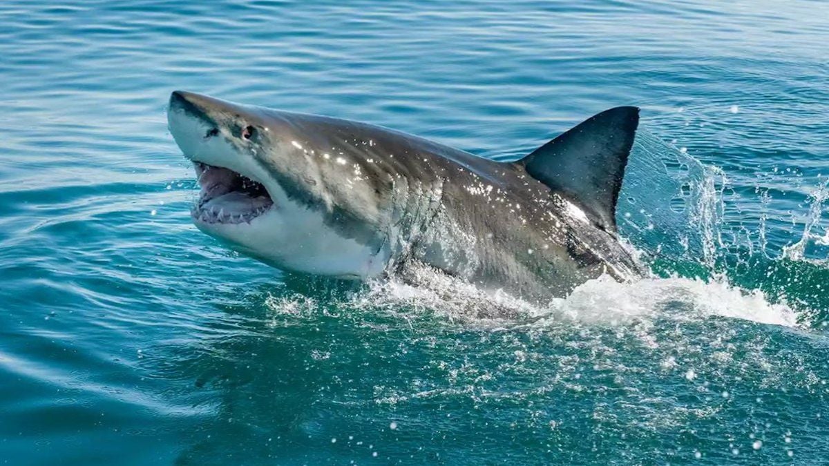 Coincé sur un banc de sable, un grand requin blanc a été secouru par trois Australiens courageux 