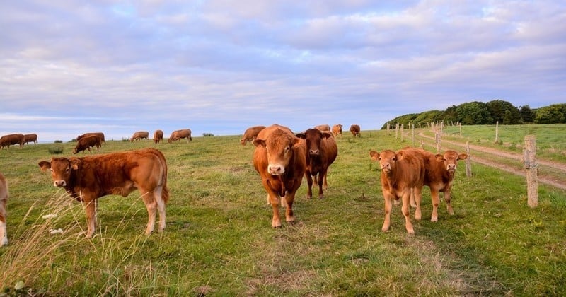 Cette vache s'est échappée alors qu'elle était en chemin pour l'abattoir et a provoqué un élan de solidarité pour lui permettre une belle retraite