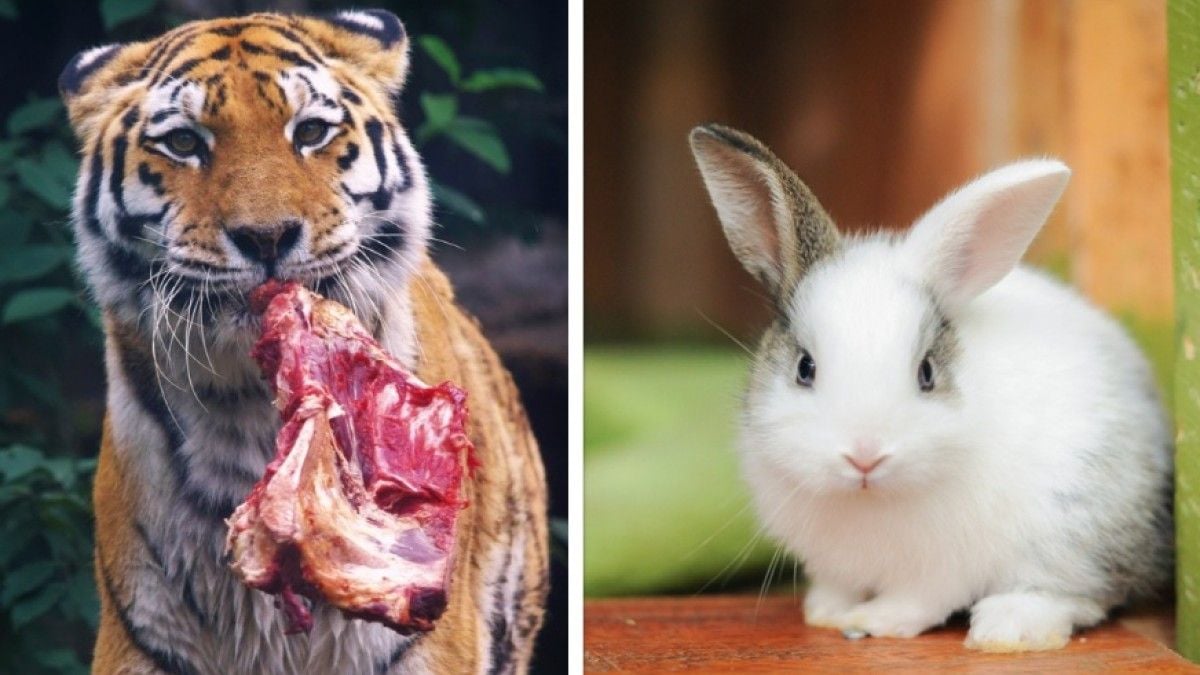 Ce zoo vous propose de donner vos animaux de compagnie pour nourrir ses fauves