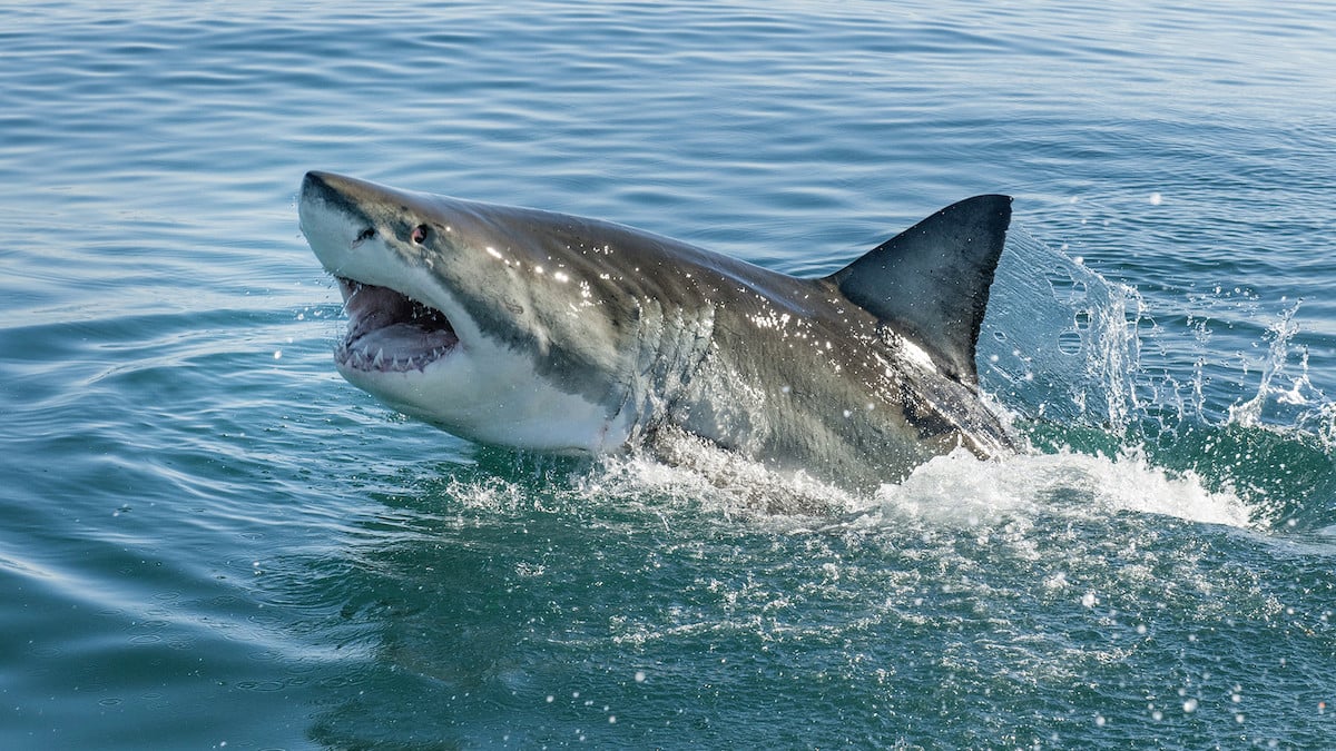 4 attaques de requins en 48h, l'Australie supplie les habitants d'« aller à la piscine » 