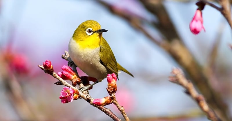 Vivre entouré d'oiseaux rendrait aussi heureux qu'une augmentation de 10%, selon la science