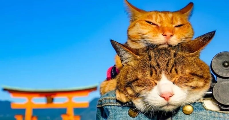 Il voyage à travers le Japon avec ses deux chats et leur Instagram est excellent !
