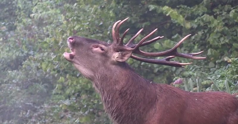 	 « Un véritable carnage » : deux des plus grands cerfs de la forêt de Laigue abattus en deux semaines