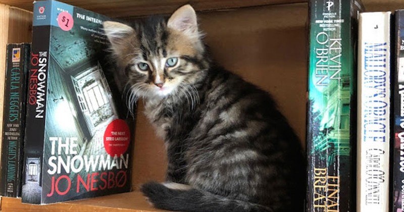 Au Canada, cette libraire recueille des chatons abandonnés pour permettre leur adoption