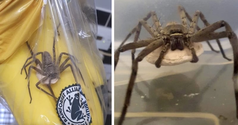 Angleterre : il découvre une énorme araignée recouverte d'œufs dans un sachet de bananes 