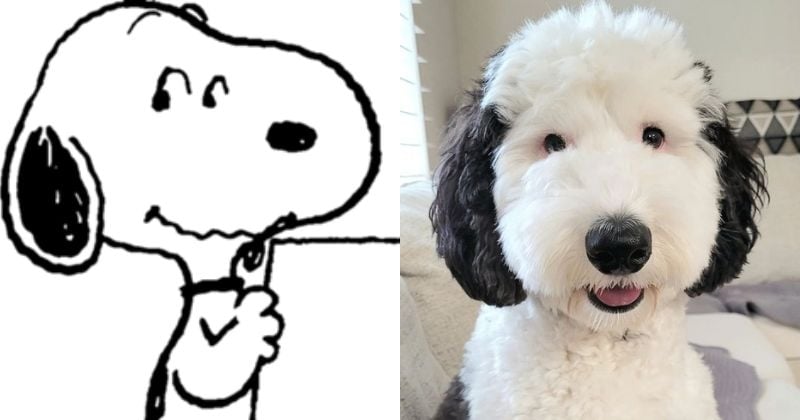 Voici Bayley, le sosie naturel de Snoopy, véritable star sur Instagram
