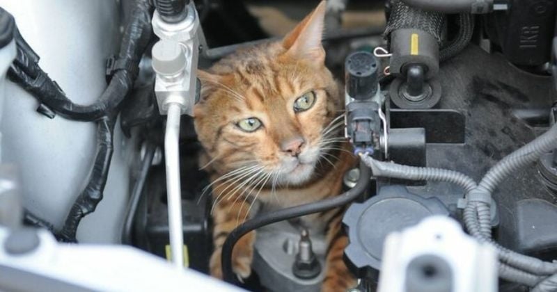 Ils retrouvent leur chaton disparu sous le capot de la voiture pendant  le contrôle technique 