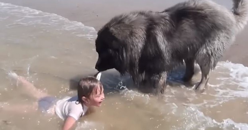 Pensant qu'elle se noyait, un chien traîne une petite fille hors de l'eau pour la sauver dans une vidéo attendrissante