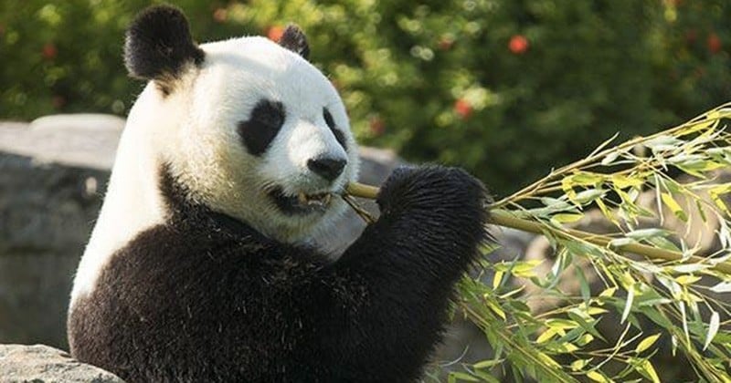 La femelle panda du zoo de Beauval, Huan Huan, est bel et bien enceinte