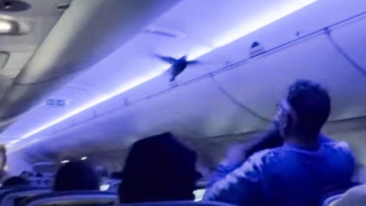 Capture d'écran montrant le pigeon voler dans l'avion 