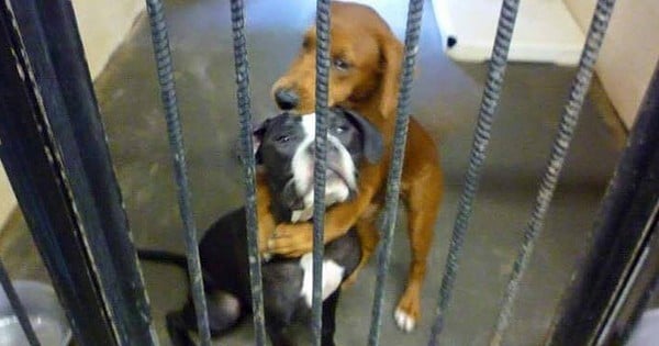Un dernier câlin avant d'être euthanasiés... L'histoire de ces deux chiens est vraiment très touchante!
