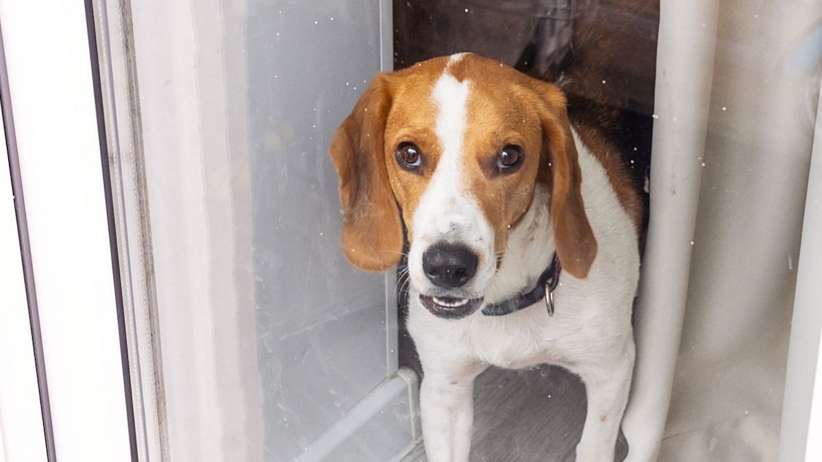 Il est retrouvé mort chez lui, le visage dévoré par son chien