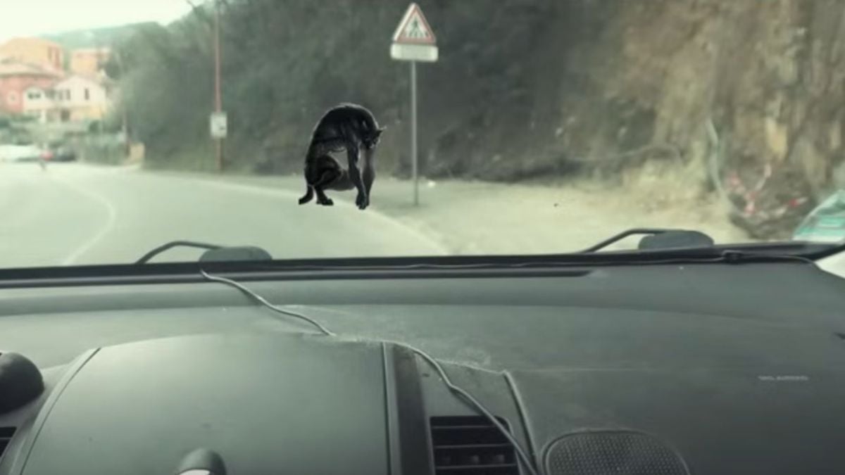Il prétend avoir rencontré un loup-garou près de Nice, la vidéo glaçante affole YouTube