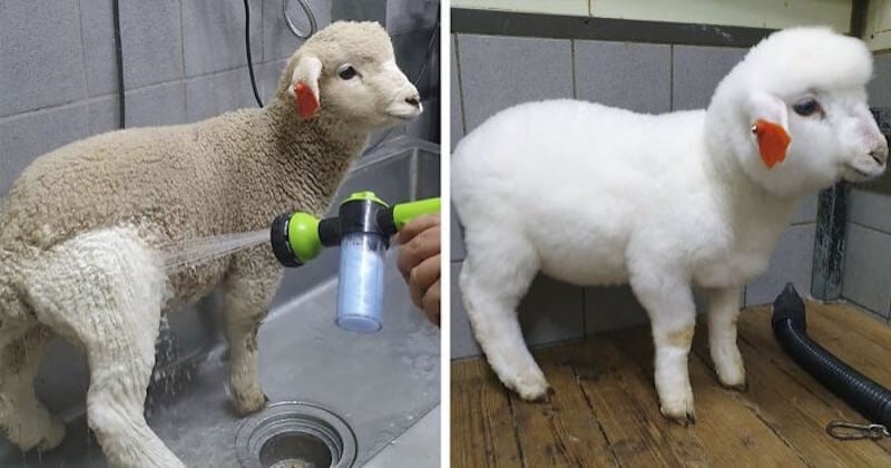 Café à animaux : la photo de cet agneau qui prend son bain est devenue virale 