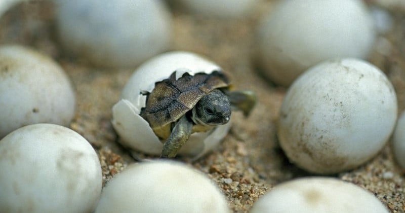 Occitanie : une centaine de bébés tortues vont bientôt naître sur une plage, un événement exceptionnel