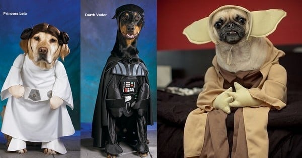 17 chiens déguisés en personnages de « Star Wars » : le 12 nous a fait hurler de rire !