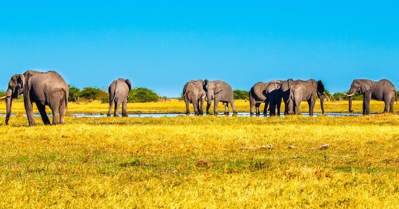 Au Botswana, les permis de chasse à l'éléphant sont vendus aux enchères