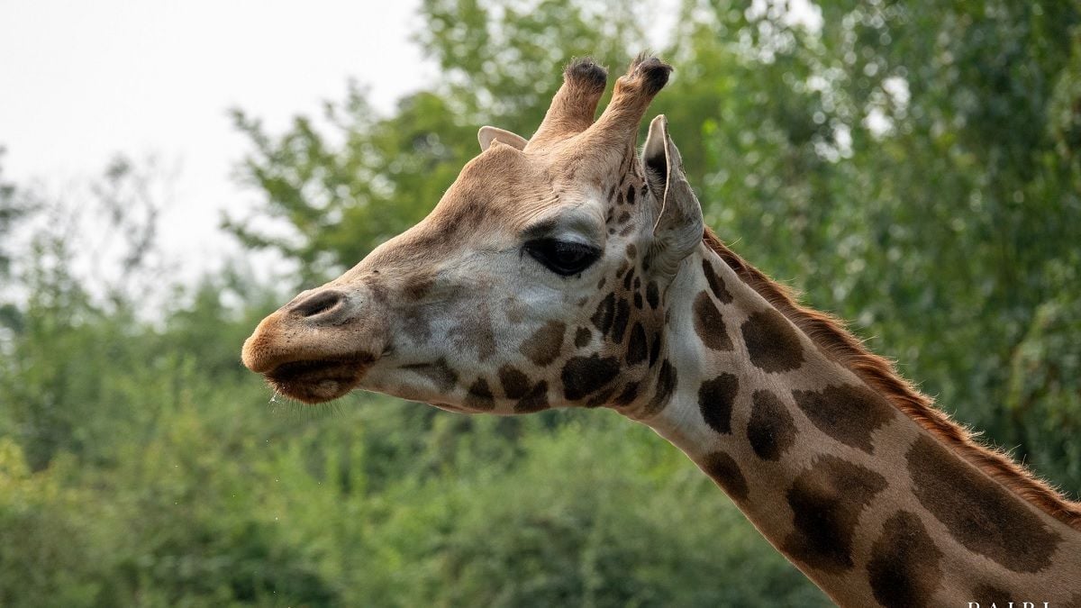 Une girafe qui attendait un bébé meurt soudainement dans un zoo en Belgique 