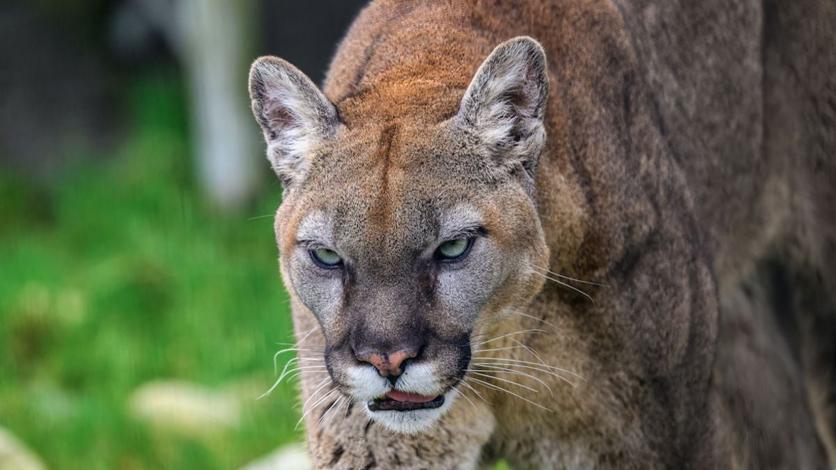 « C'est un héros » : un père sauve son fils de 4 ans des griffes d'un animal sauvage