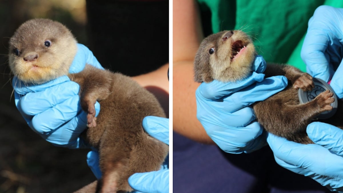 Quatre bébés loutres naines d'Asie au parc animalier d'Auvergne