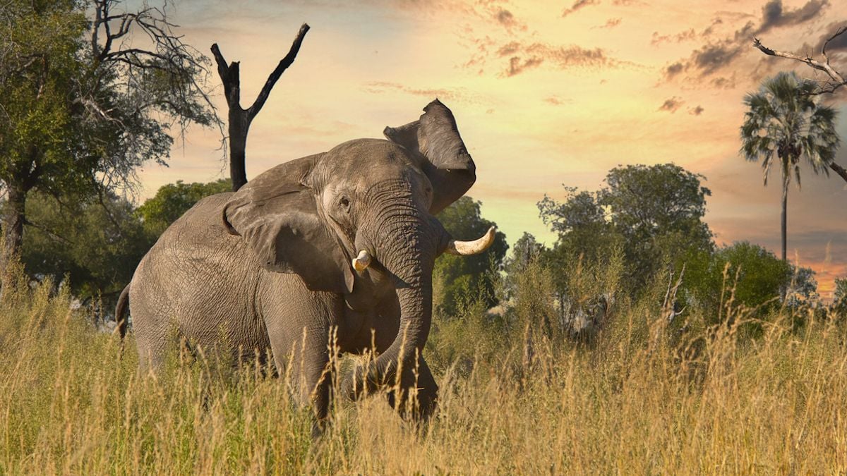Un éléphant dans la savane 
