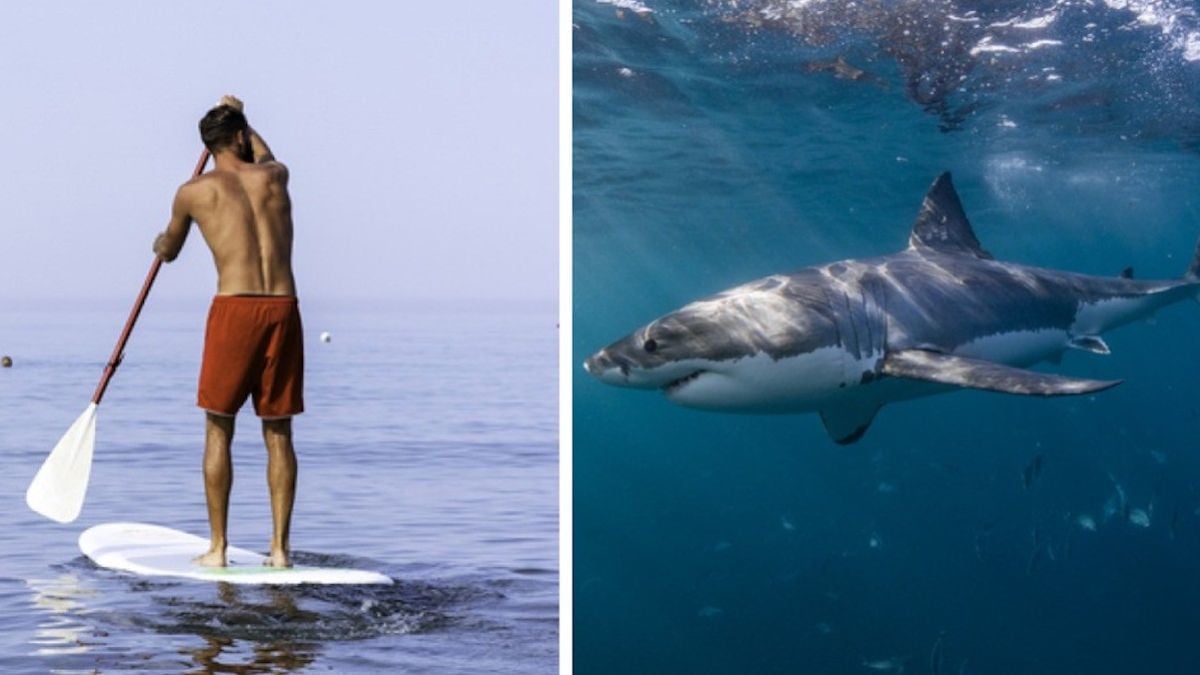 En pleine sortie paddle, il est mordu violemment par un requin mais s'en sort grâce au sang-froid d'un ami