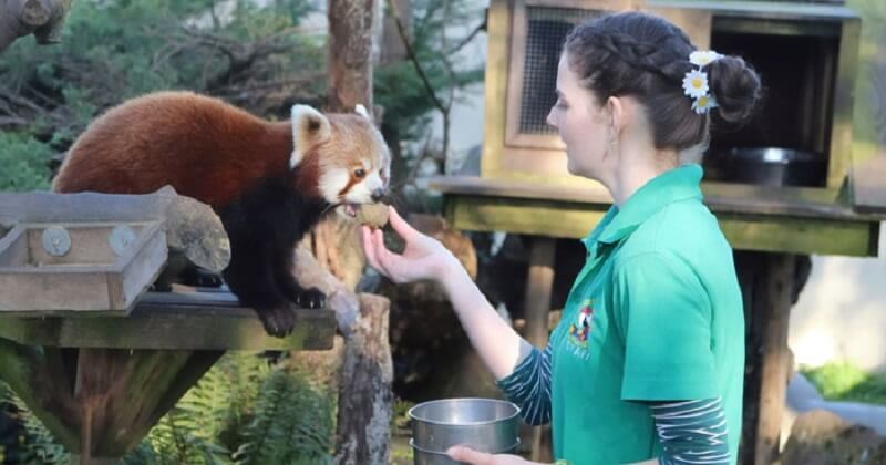 Confinement : 4 employées d'un zoo se confinent sur leur lieu de travail pour s'occuper des animaux	