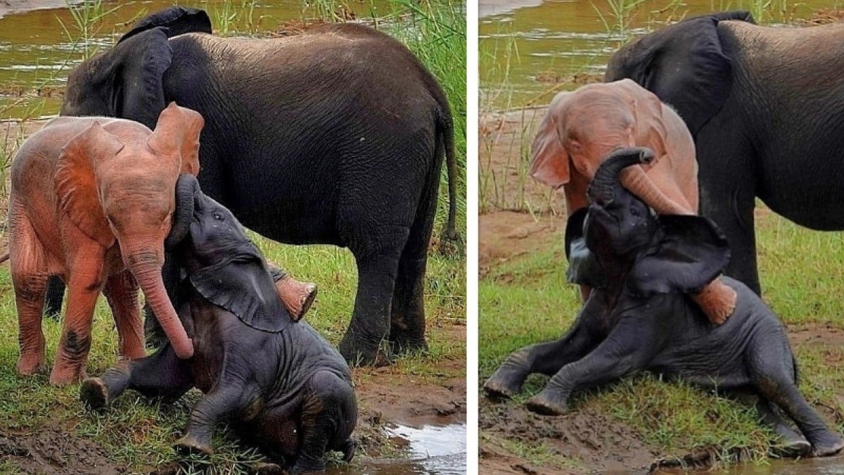 En Afrique du Sud, un photographe immortalise un éléphanteau de couleur... rose 