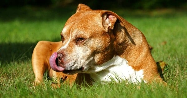 À Montréal, la loi qui visait à euthanasier des milliers de pitbulls a été suspendue in extremis par un juge !